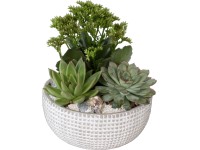 Aranžmá sukulentů v šedé betonové nádobě průměr nádoby cca 20 cm
