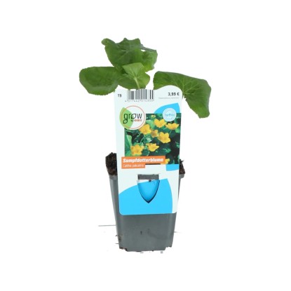 GROW by OBI Blatouch bahenní (Caltha palustris) žlutý pr. cca 9 cm