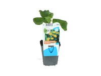 OBI Blatouch bahenní žlutý pr. květináče cca 9 cm