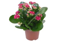 Kolopejka Calandiva purpurová průměr květináče cca 12 cm