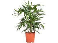 Bambusová palma (Rhapis Excelsa), květináč cca 20 cm