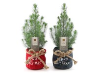 Royal Lemkes Borovice (Pinus pinea) ve vánočním látkové květináči mix pr. 17 cm Royal Lemkes Borovice (Pinus pinea) ve vánočním látkové květináči mix pr. 17 cm