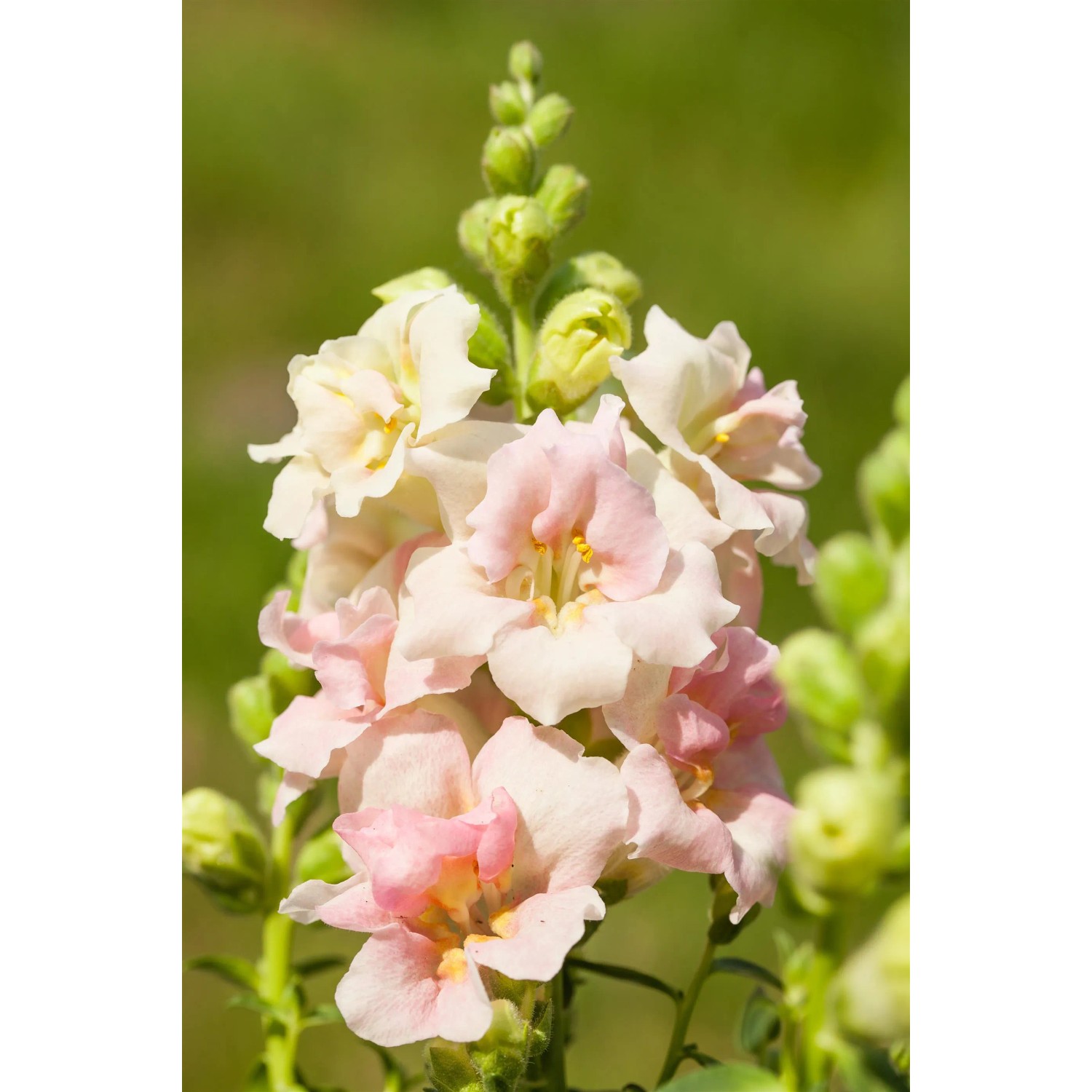Elegantes Antirrhinum Majus Winterhart Ebenbild