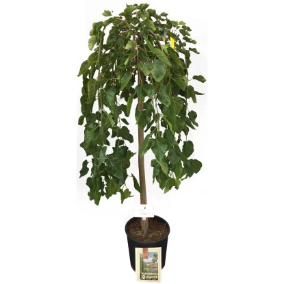 OBI Morušovník bílý "Pendula" polokmen výška cca 80 cm květináč cca 18 l