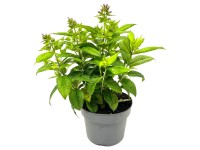 GROW by OBI Plamenka latnatá (Phlox paniculata) výška cca 32 cm