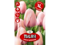 Květinová cibulka tulipánu (Tulipa Darwin Apricot Impression)
