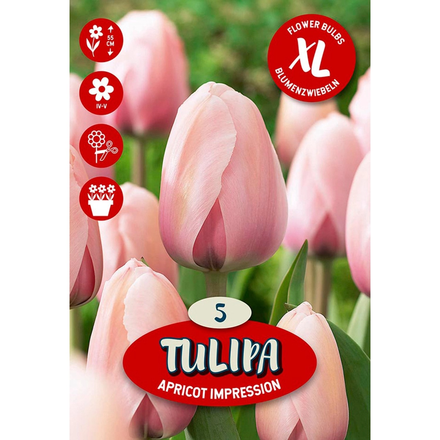 Květinová cibulka tulipánu (Tulipa Darwin Apricot Impression)