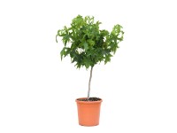 GROW by OBI Ambroň západní (Liquidambar Styraciflua) koule mini kmínek, kv. 9 l