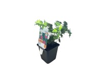 OBI Kakost krvavý červený pr. květináče cca 9 cm x 9 cm OBI Kakost krvavý červený pr. květináče cca 9 cm x 9 cm