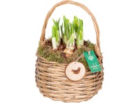 Jarní aranžmá s narcisy 