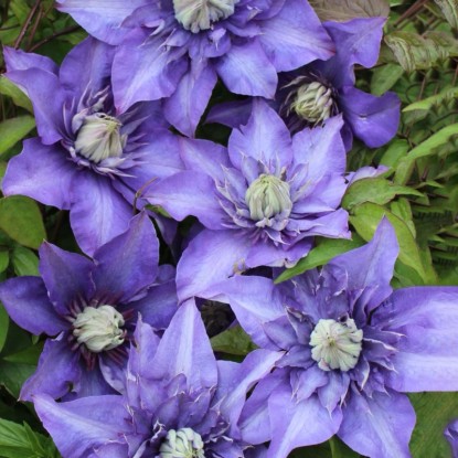 Plamének (Clematis Hybride) "Multi Blue", modrá, 40-60 cm, pr. kv. 17 cm