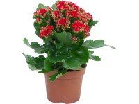 Kolopejka červená pr. květináče cca 12 cm Kalanchoe bossfeldiana