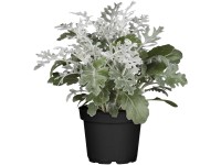 GROW by OBI Starček (Senecio Hybride) GROW by OBI Starček (Senecio Hybride)