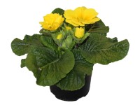 Prvosenka bezlodyžná velkokvětá, pr. květináče 11 cm