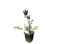 OBI Koniklec německý 