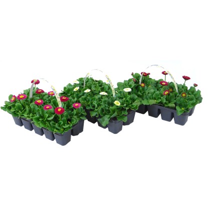 Sedmikráska chudobka tři různé barvy výška cca 10-15 cm 10 ks Bellis perennis