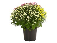 Q-Flower Listopadka indická (Chrysanthemum indicum) 