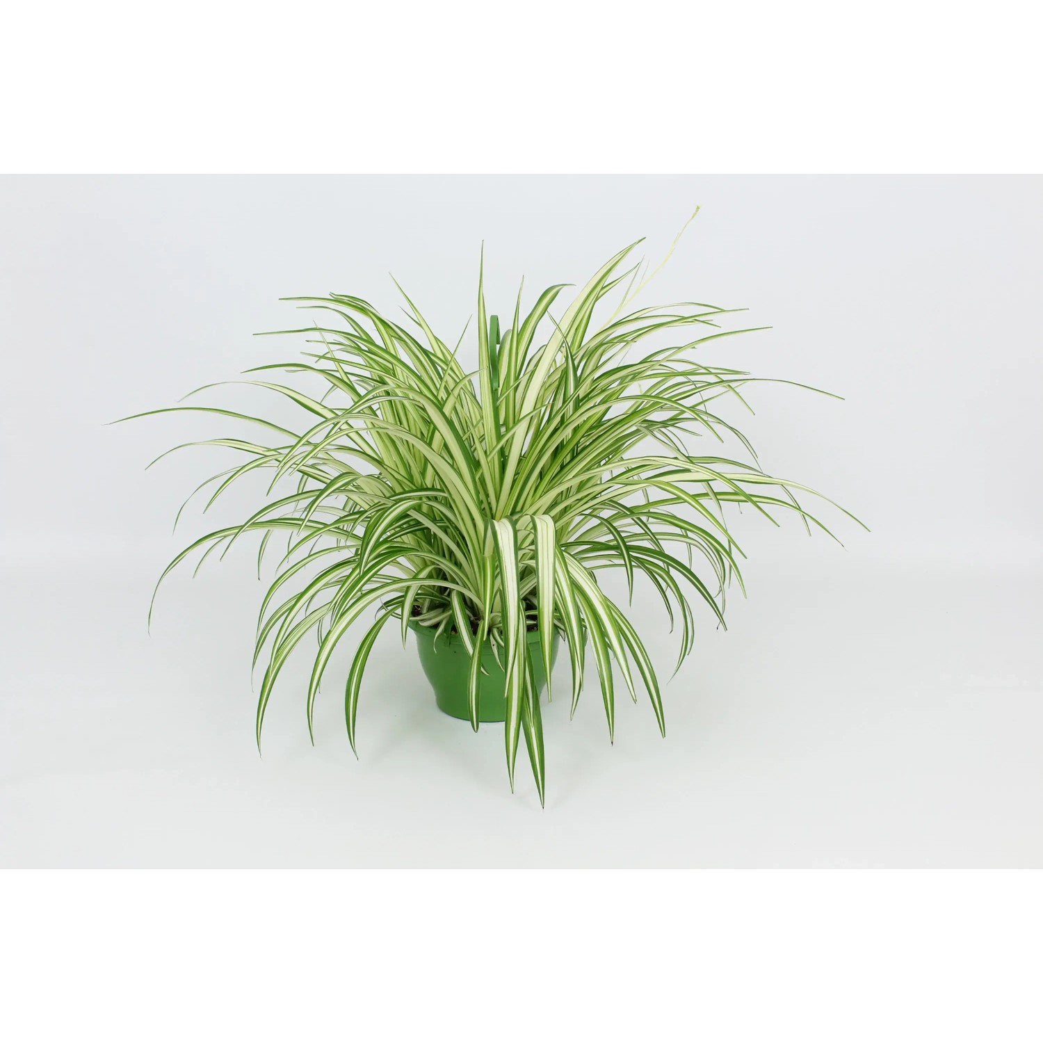 Zelenec Chocholat Clorophytum Comosum Vittatum V ka 60 65 Cm 21 Cm zelenec-chocholat-clorophytum-comosum-vittatum-v-ka-60-65-cm-21-cm