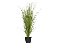 Proso prutnaté (Panicum virgatum) Northwind, pr. květináče 28 cm