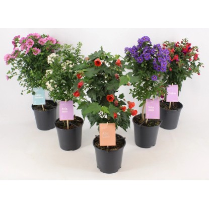 Hrnková rostlina s minikmenem, pr. kv. cca 14 cm