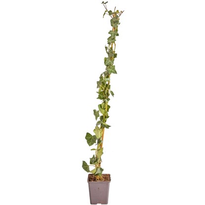 Břečťan popínavý x irský (Hedera helix ssp. hibernica) 80-100 cm, 1,5 l, 50 ks