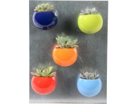 Mini sukulenty v křiklavě barveném magnetickém květináči průměr květináče cca 4 Mini sukulenty v křiklavě barveném magnetickém květináči průměr květináče cca 4