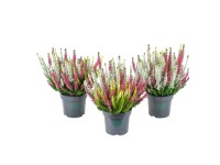 MONTANO Vřes obecný (Calluna vulgaris) tříbarevný pr. cca 10,5 cm