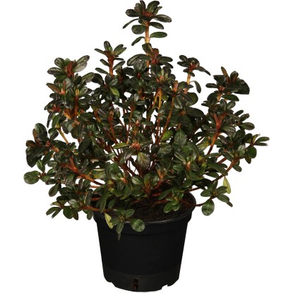 OBI Azalka japonská (Azalea) "Königstein" fialová výška 5-10 cm, cca 2 l