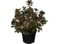 OBI Azalka japonská (Azalea) OBI Azalka japonská (Azalea)