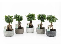 Fíkovník drobnolistý Fíkovník drobnolistý