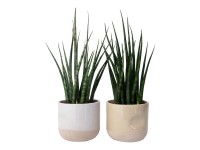 Tchýnin jazyk (Sansevieria) v keramickém květináči, pr. květináče cca 10,5 cm Tchýnin jazyk (Sansevieria) v keramickém květináči, pr. květináče cca 10,5 cm