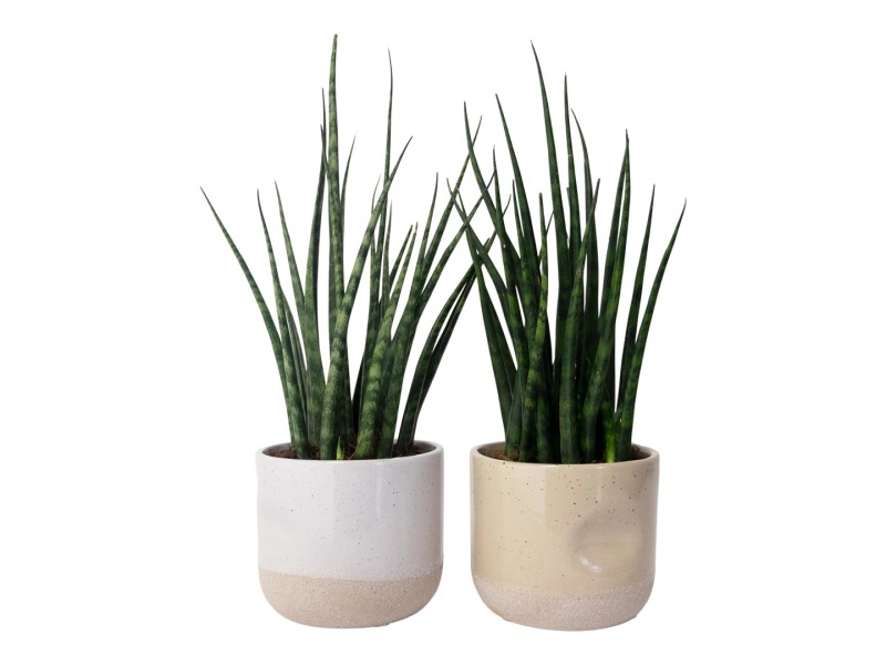 Tchynin Jazyk Koupit (tchyniných jazyků, Sansevieria trifasciata, často nabízejí) Tchynin Jazyk Koupit