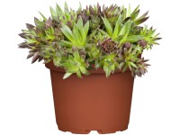 OBI Netřesk pr. květináče cca 13 cm Sempervivum