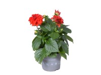 Royal Lemkes Jiřina (Dhalia) 