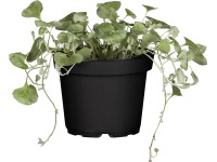 Stříbrný déšť průměr květináče cca 11 cm Dichondra Stříbrný déšť průměr květináče cca 11 cm Dichondra