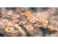 Bondecor Obraz, tištěné plátno Flora 50 x 100 cm