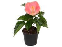 Ibišek čínská růže Mini mix Ibišek čínská růže Mini mix