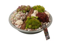 Royal Lemkes Netřesky (Sempervivum) v zinkové žadince pr. 31 cm