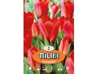 Tulipány Showwinner