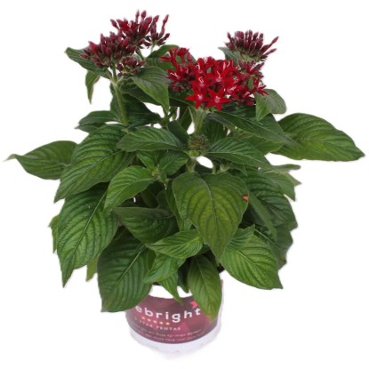 GROW by OBI Pětkovec kopinatý (Pentas lanceolata) "Beebright" cca pr. 13 cm
