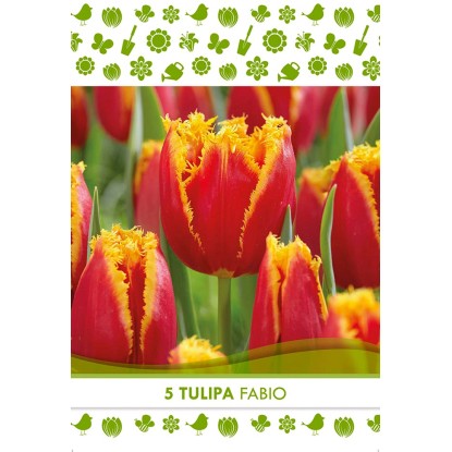 Royal De Ree Holland Květinové cibulky tulipán (Tulipa) "Fabio" 5 ks