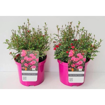 GROW by OBI Růže (Rosa) LillyRose bílý výška 40-50 cm