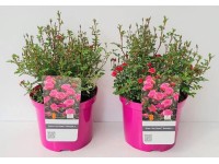 GROW by OBI Růže (Rosa) LillyRose bílý výška 40-50 cm