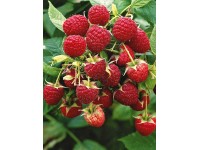 Ostružník maliník - Maliník obecný (Rubus idaeus)