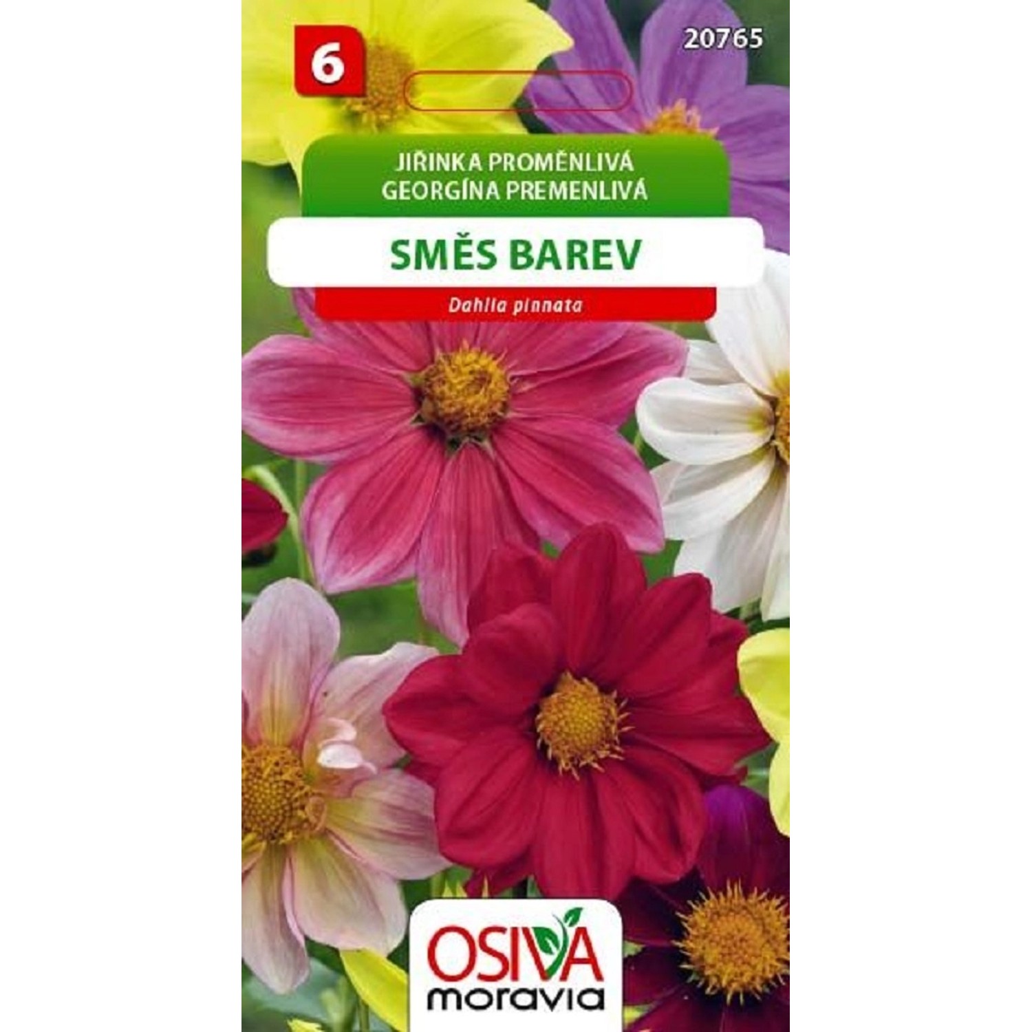 Semínka Jiřinka proměnlivá (Dahlia pinnata)