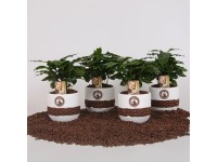 Kávovník arabský (Coffea arabica) v keramickém květináči, pr. kv. cca 12 cm Kávovník arabský (Coffea arabica) v keramickém květináči, pr. kv. cca 12 cm