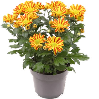 Listopadka indická (Chrysanthemum indicum) "Hoi Hoi" výška 20-30 cm, pr. 12 cm