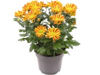 Listopadka indická (Chrysanthemum indicum) Listopadka indická (Chrysanthemum indicum)
