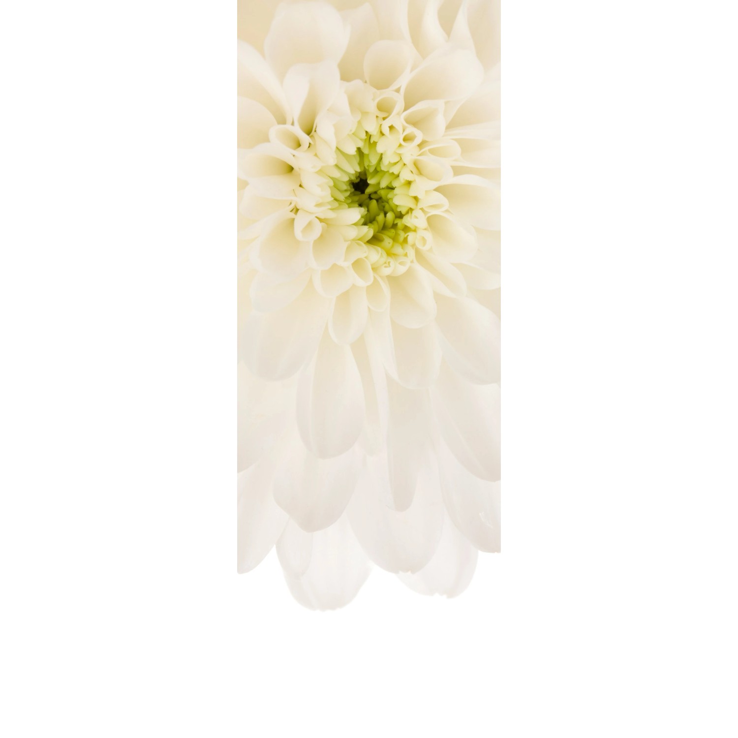 Komar Vliesová fototapeta Beautiful 100 x 280 cm