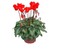 Brambořík Midi, červený, pr. květináče cca 10,5 cm